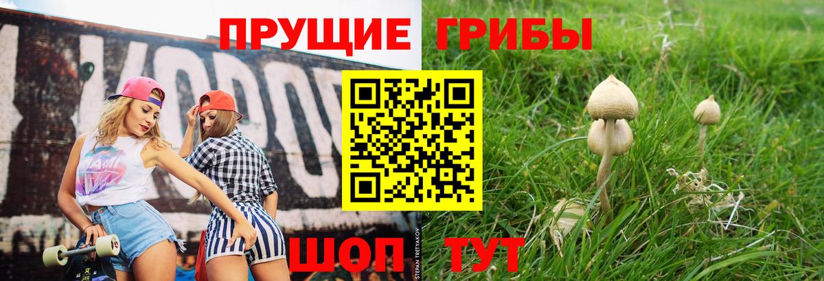 Псилоцибиновые грибы Cubensis Кизилюрт